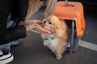 How to Make Pet Travel a Breeze with Relocation Experts