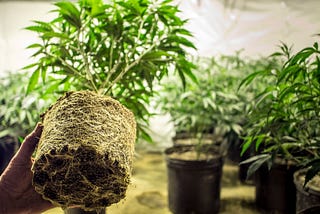 Discover the hemp plant