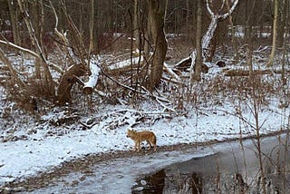 We Should be Embracing Nature, Not Fighting It