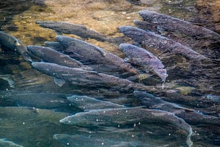 Spring-Run Salmon: Respect and Responsibility
