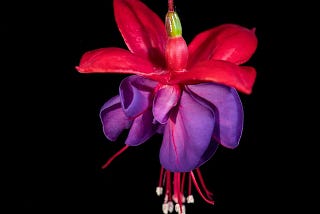 A single fuchsia flower.