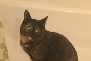 Cats Are Creatures of Habit