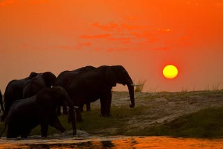 5 Days Classic Tanzania Safari Experience.
