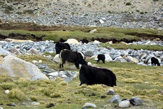 YAK