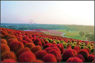 Hitachi Seaside Park in Hitachinaka, Ibaraki, Japan