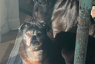 How My Dogs Helped Me Get More Followers