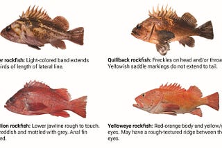 Reminder about rockfish identification and retention