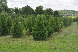 American Pillar Arborvitae: Tall & Lean, Green Machine