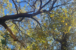 Look Up