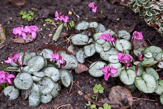 My Little Garden 7th Dec 2024