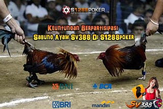 Keuntungan Berpartisipasi Sabung Ayam Sv388 Di S1288poker