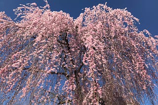 Up Close with Sakura: An Immersive Photo Essay