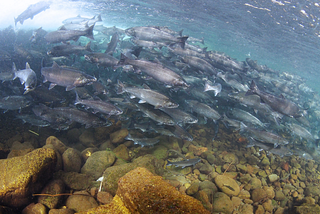 Underwater view of a run of salmon.