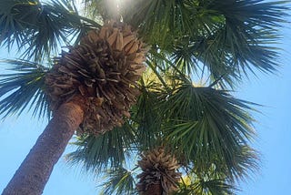 Freemasonry Amongst Palm Trees