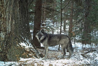 Why the Fight for Wolves Matters