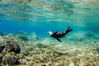 Dive into Adventure: Exploring the Vibrant Underwater World of Cabo Pulmo on a Tour from Cabo San…