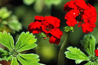 Do geraniums come back every year?