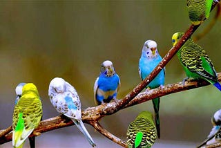 Australian Parakeet