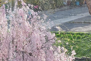Photo of pink flowers blooming on a Weeping Cherry Willow tree taken in late April.
