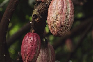 Cacao + Menstruation