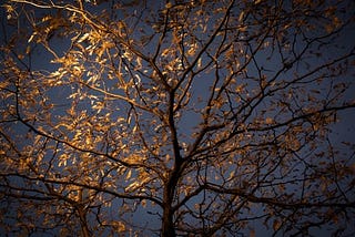 Tree Pruning- the Chicago Way