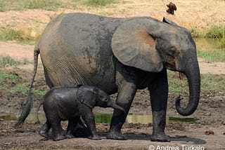 What Makes the African Forest Elephant Special?