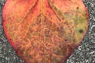 A heart shaped fall colors leaf on grey pavement