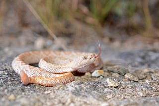 Rattlesnake Vaccines, Benadryl®, and Other Snake Nonsense