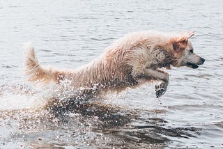 Long coated brown dog leaping out of water