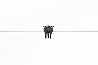 Three birds resting on a cable line