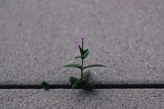 Innovate and Elevate: The MVP’s Strategic Power