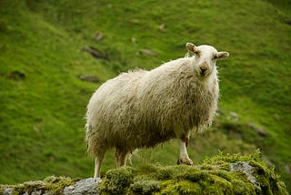 A sheep on a rock looking curiously and almost mockingly into the camera