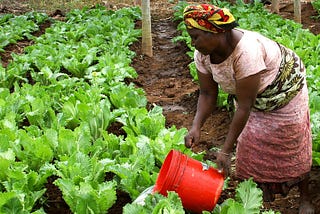 African woman watering her crops