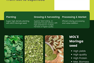 Moringa leaf production and value addition: know-how @ ABC
