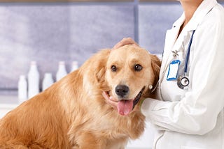 Veterinary Clinics and Hospitals in Toronto
