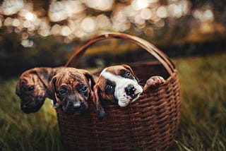 Three Considerations For Selecting a Pet