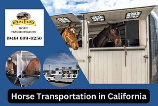 Safe and Reliable Horse Transport Across California and Nationwide