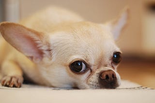 Chihuahua looks longingly