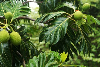 BREADFRUIT