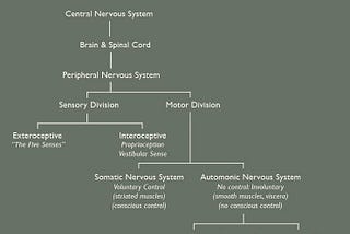 Movement within the Nervous System