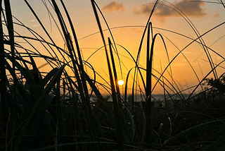 Sunset over the water over an orange sky, with long grass in the foreground.