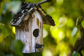 Raphael Sternberg Reveals-Garden birds are struggling: four ways to help.