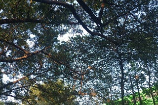 Tree’s leaves at park.