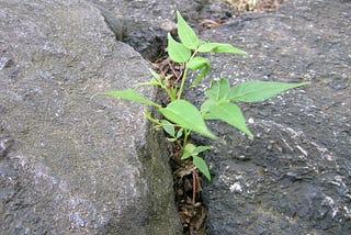 A sapling growing through rock crevices.