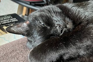 A black cat, curled up on a brown blanket. Only the cat’s head and left front leg are visible.