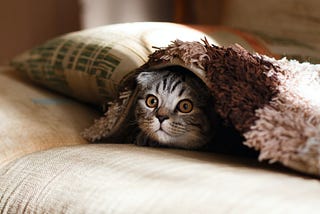 Cat hiding under a blanket.