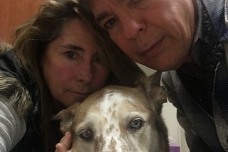 Adventures of a Pet Sitter
