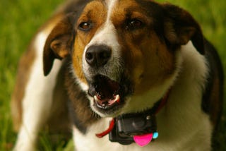 5 Best Bark Collars for Rowdy Dogs