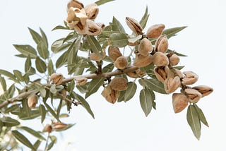 Should The State of California make the 7,600 Almond Farmers Pay for Their Ground Water Rights?