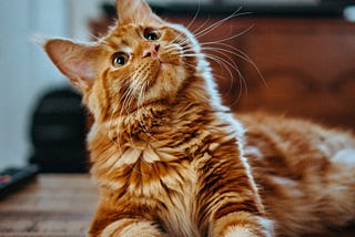 Celebrating International Cat Day: The Many Ways Cats Enrich Our Lives